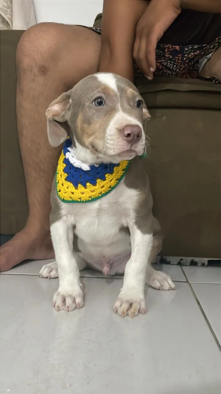 Filhote de Pitbull macho  - Foto 5