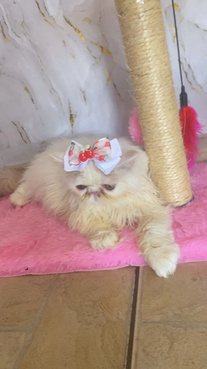 Gata Perça 5 meses  - Foto 3