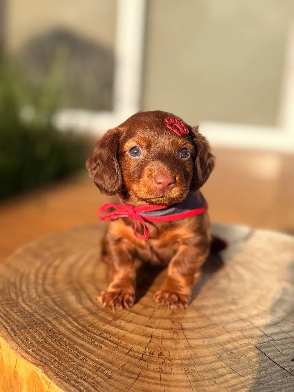 Dachshund pelo longo 