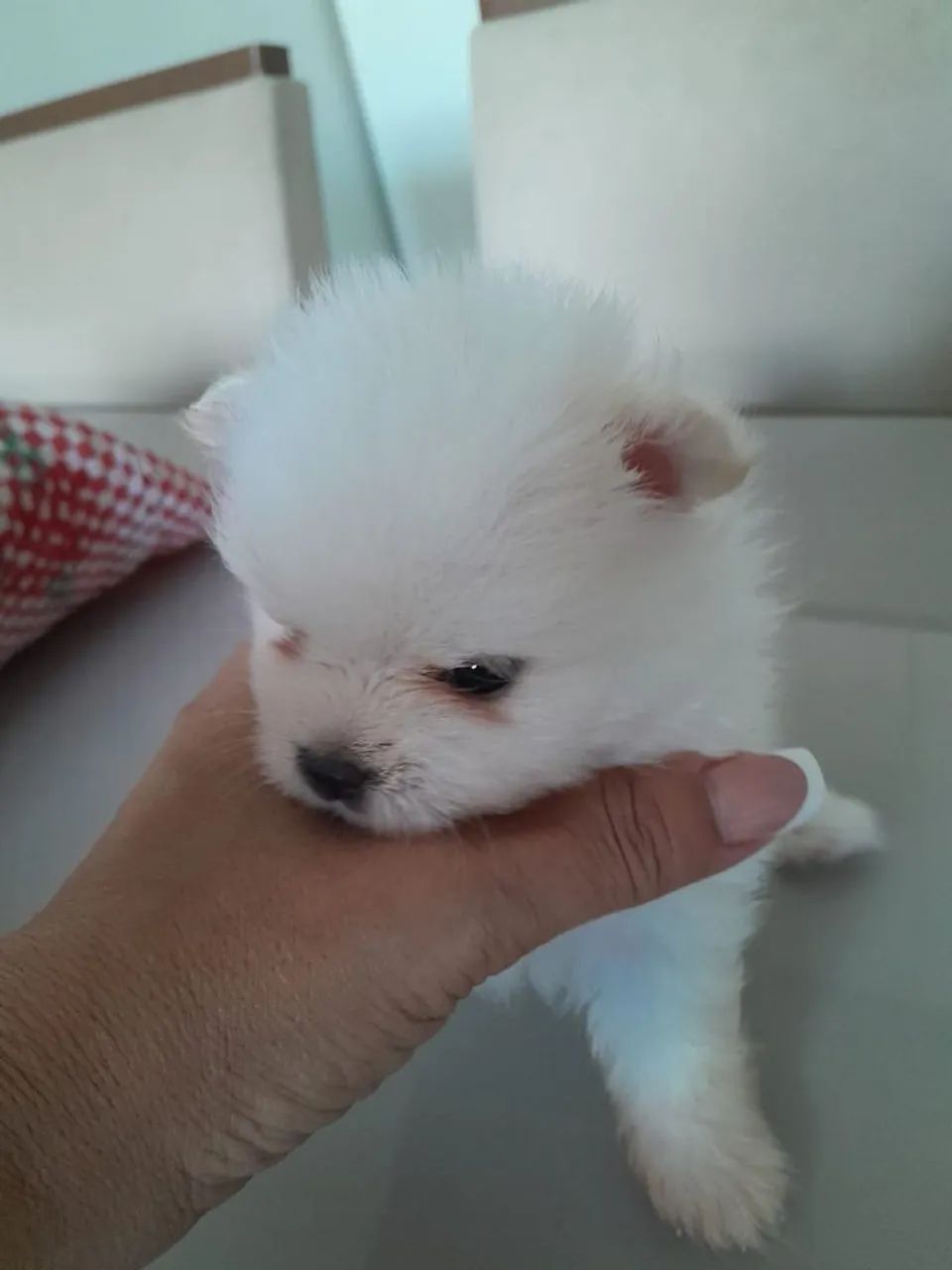 Spitz alemão 
