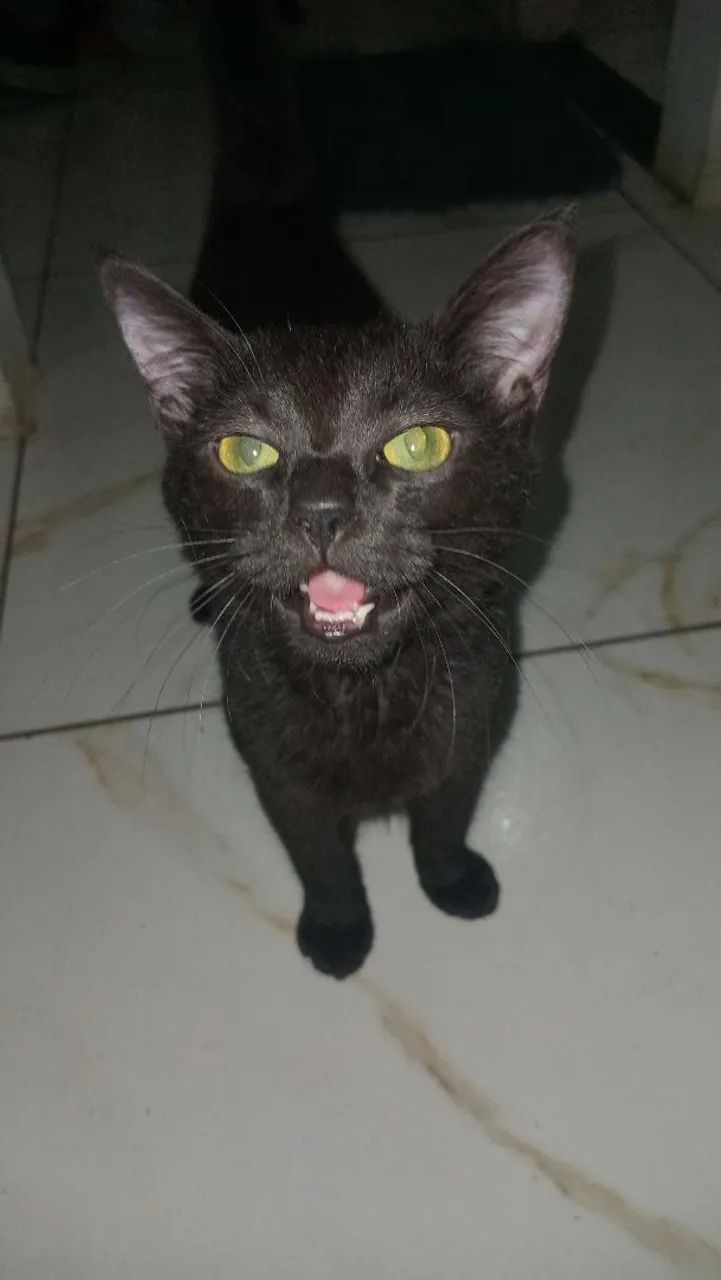 Gato pra adoção  - Foto 2