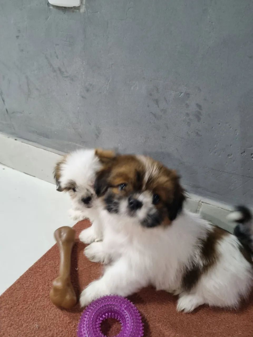 Shitzu  - Foto 2