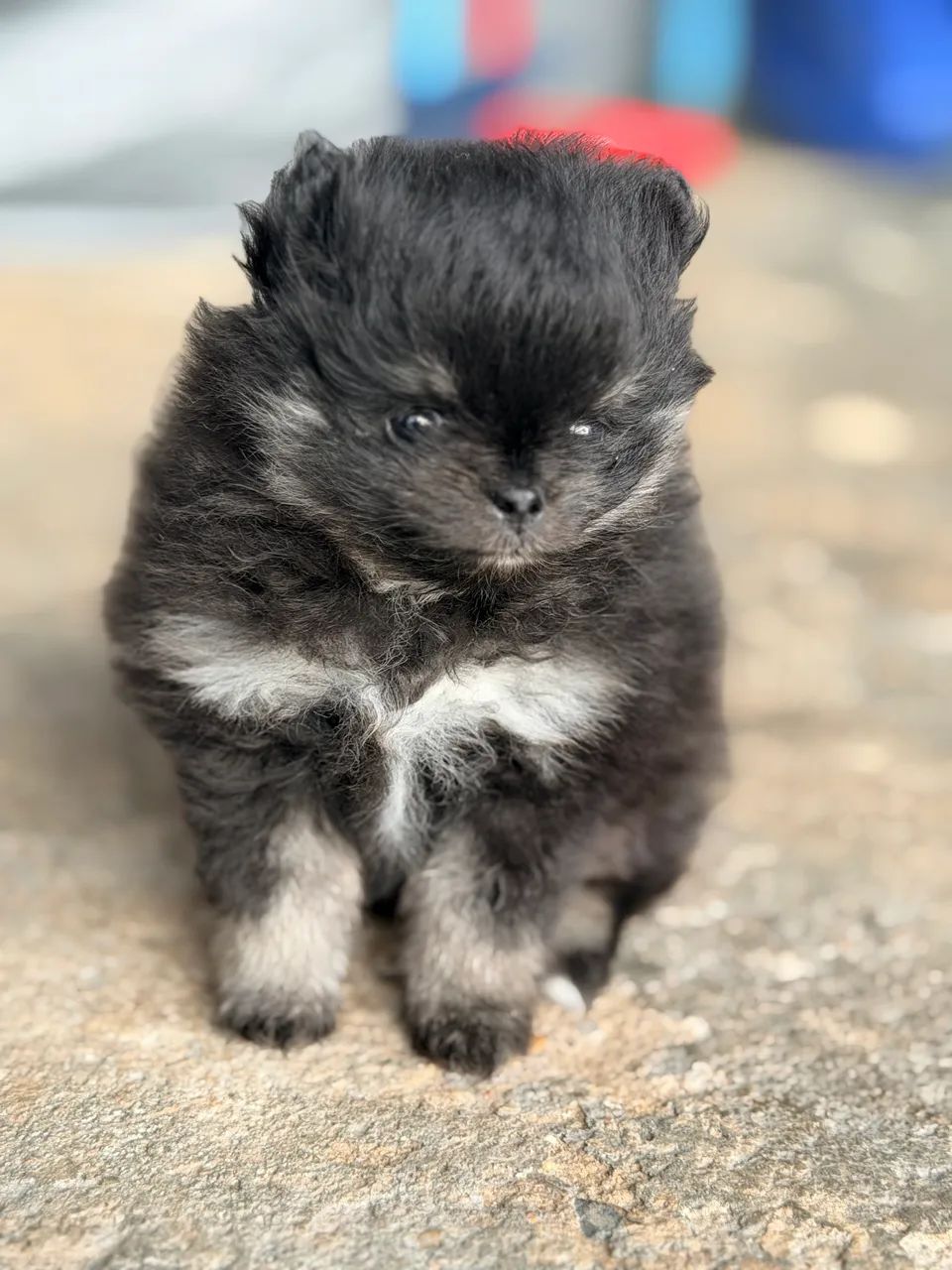 Filhote Spitz Alemão Macho - Foto 4