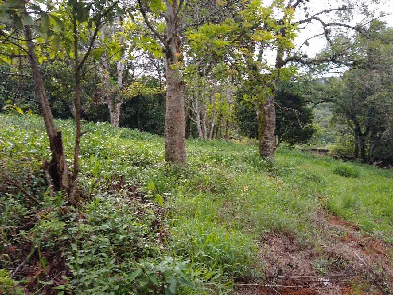 Sítio Piedade/S - Foto 2