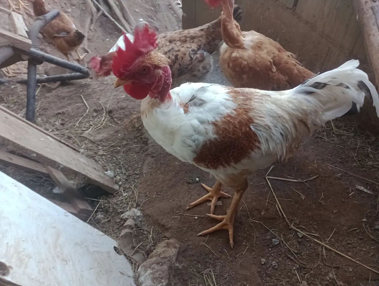 Frango  - Foto 2