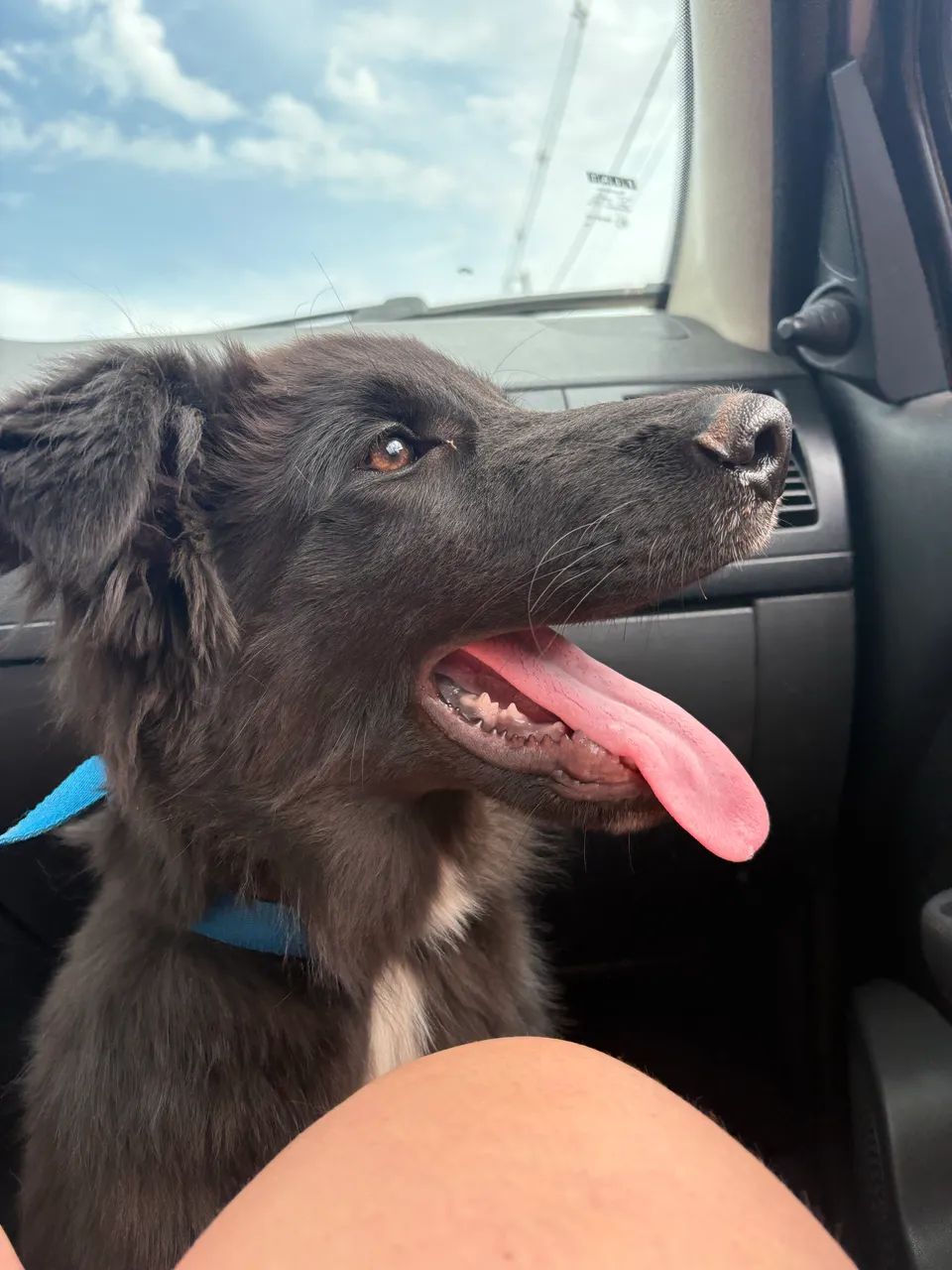 Filhote Border collie - Foto 4