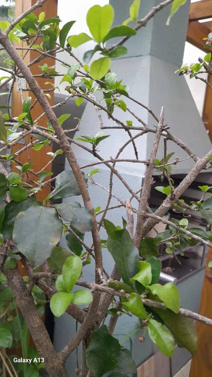 Planta acerola - Foto 2