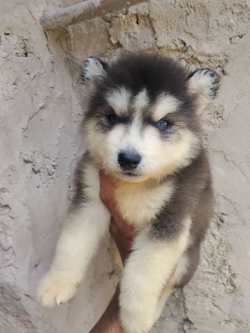 Husky siberiano e Golden - Foto 3