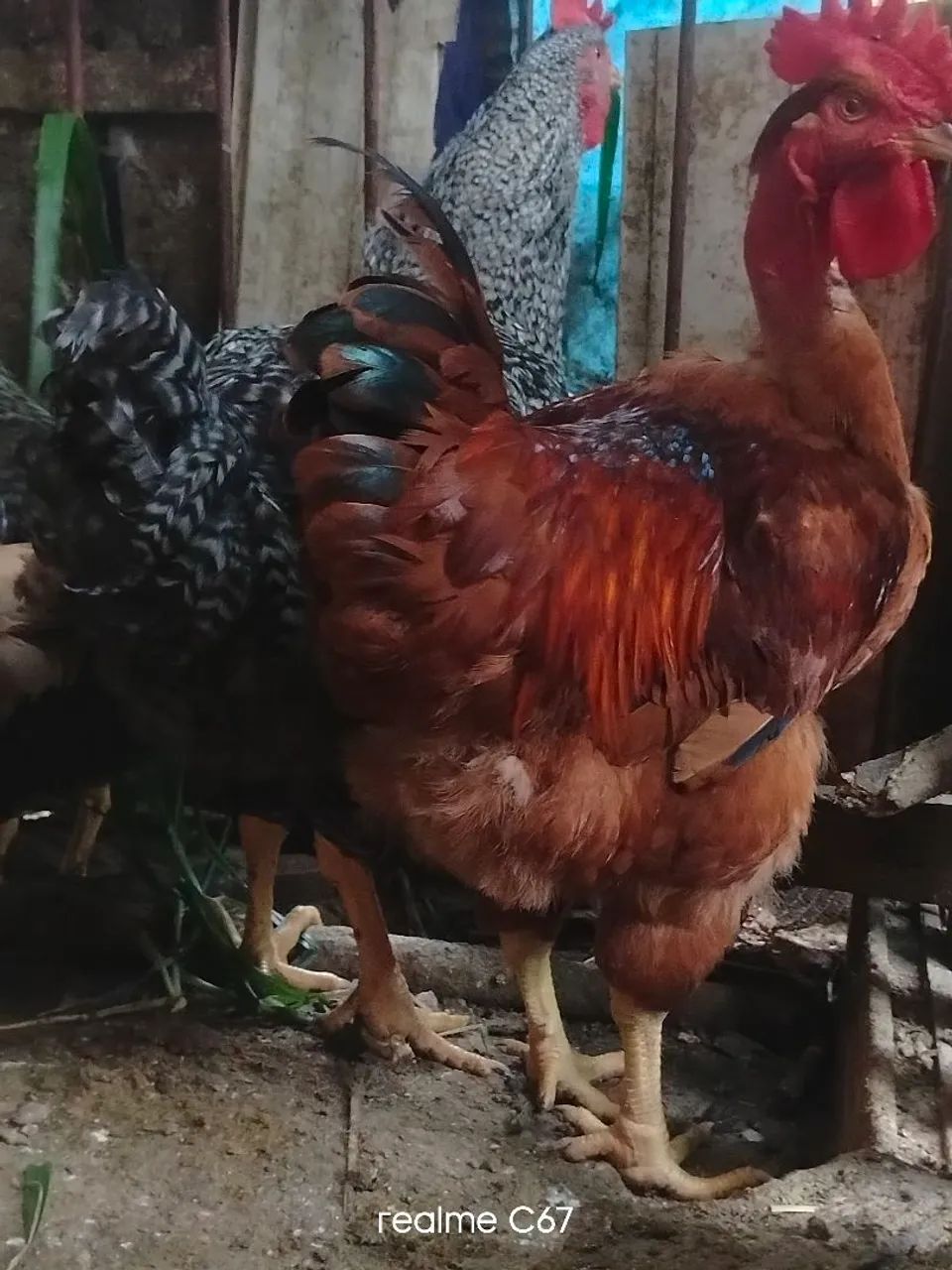 Vendo frango 