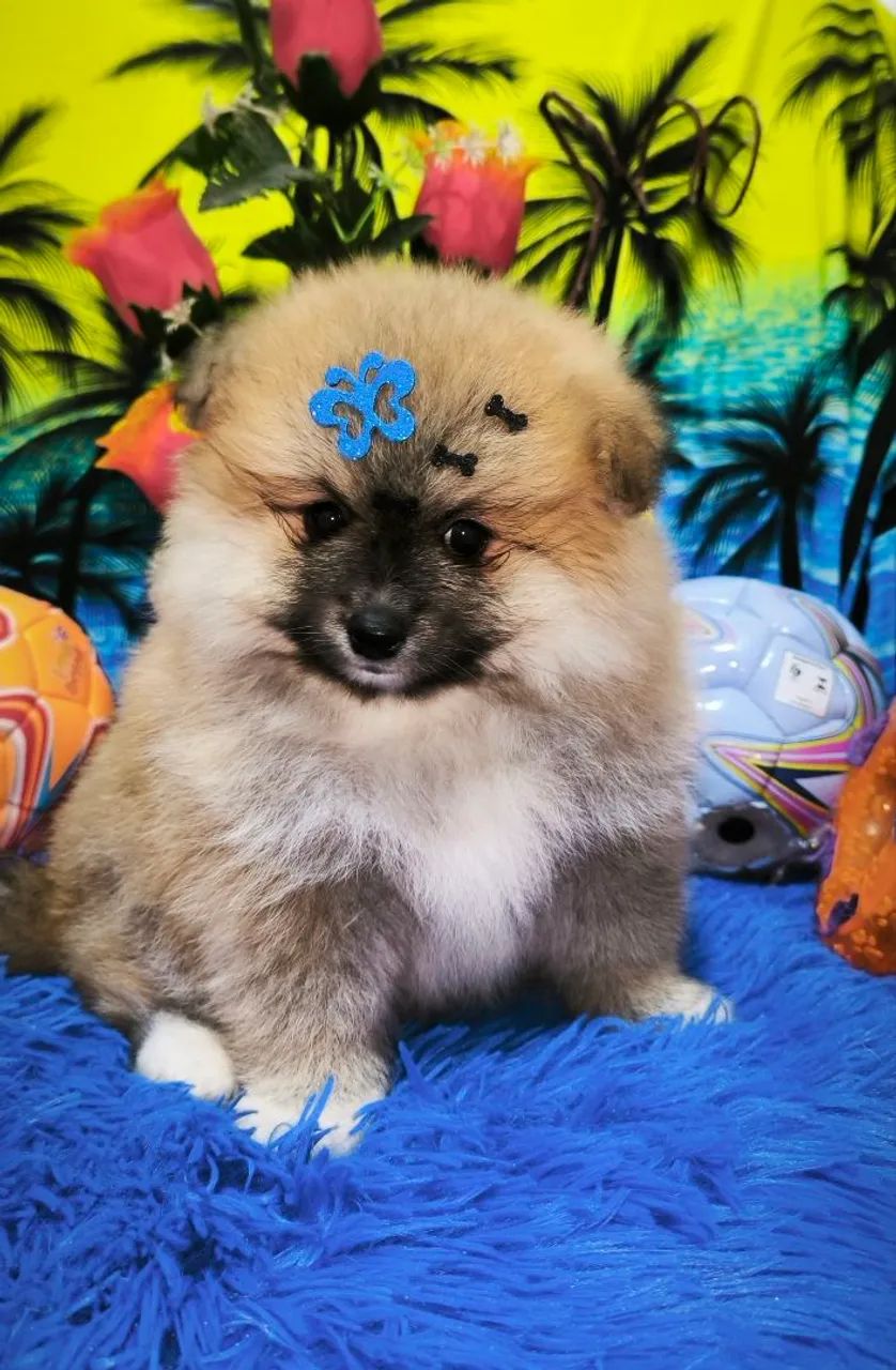 Spitz alemão macho ( porte pequeno)