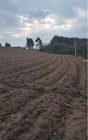 Excelente área com 52 litros em Mandirituba - Leão  - Foto 3