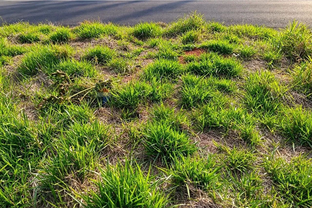 Terreno 200m² em Jacutinga MG - Foto 4