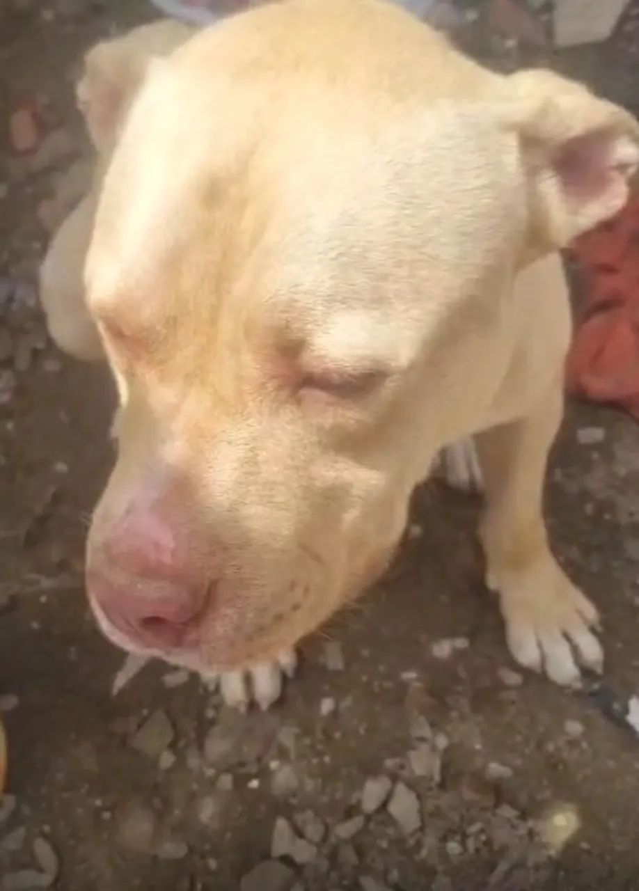 Pitbull puro - Foto 2