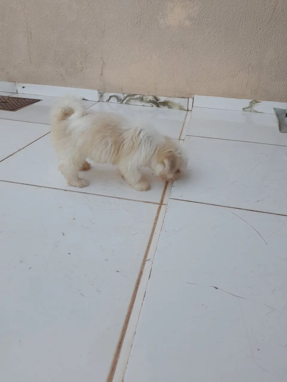 Lhasa apso