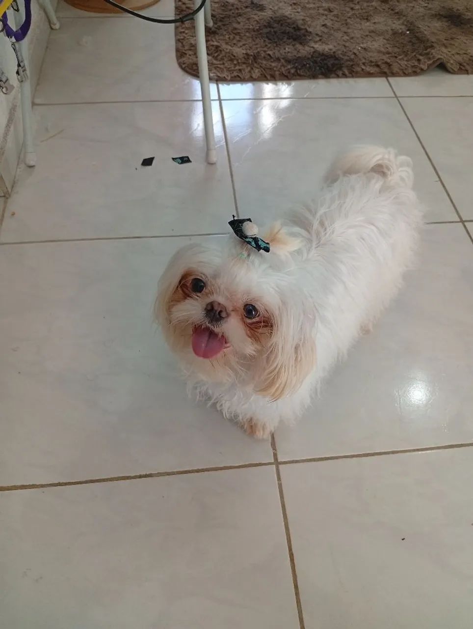 Shintuz macho procurando namorada 