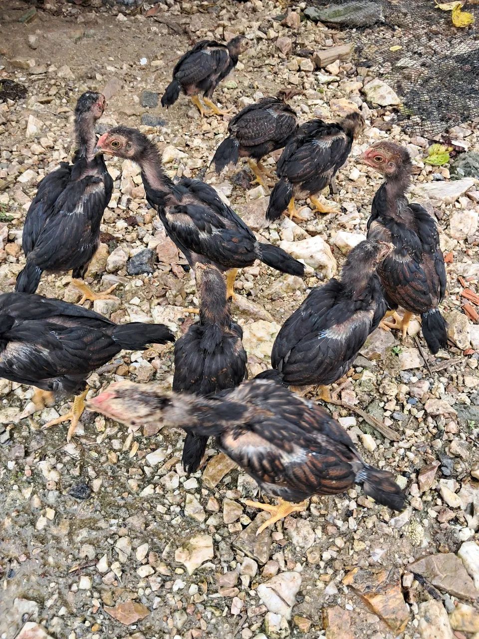 Frango Índio inglês  - Foto 3