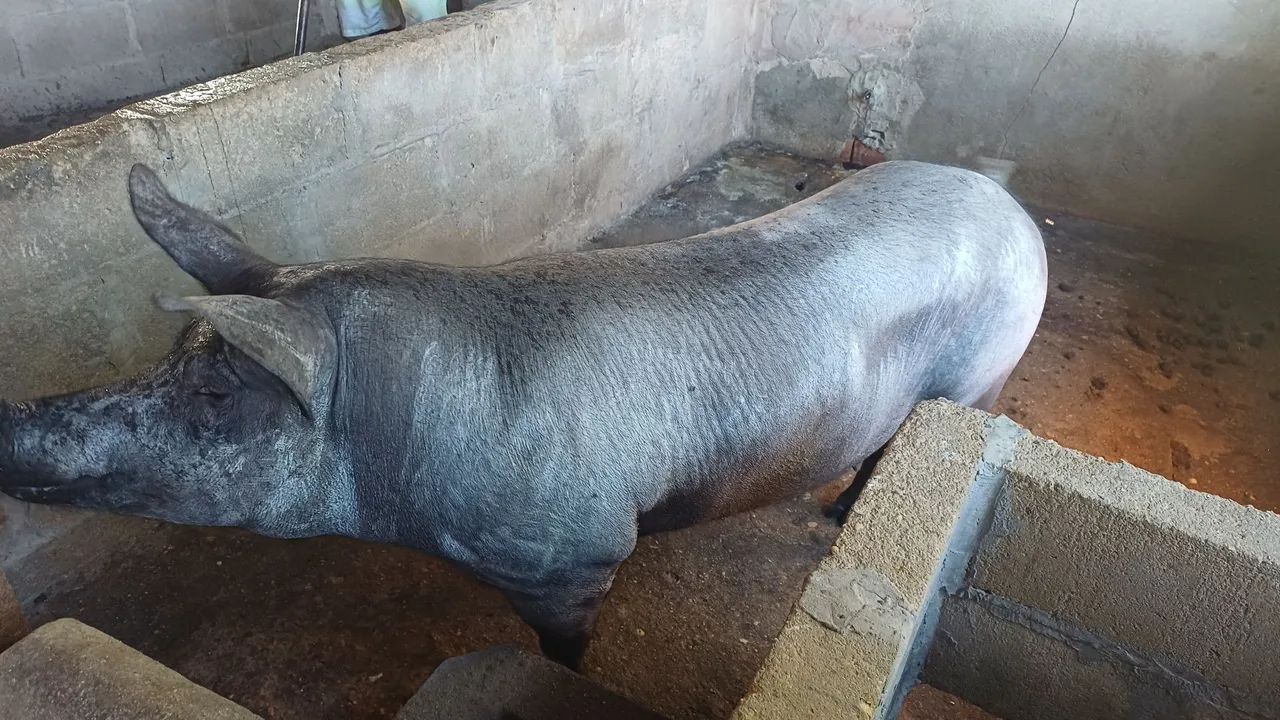 Porca