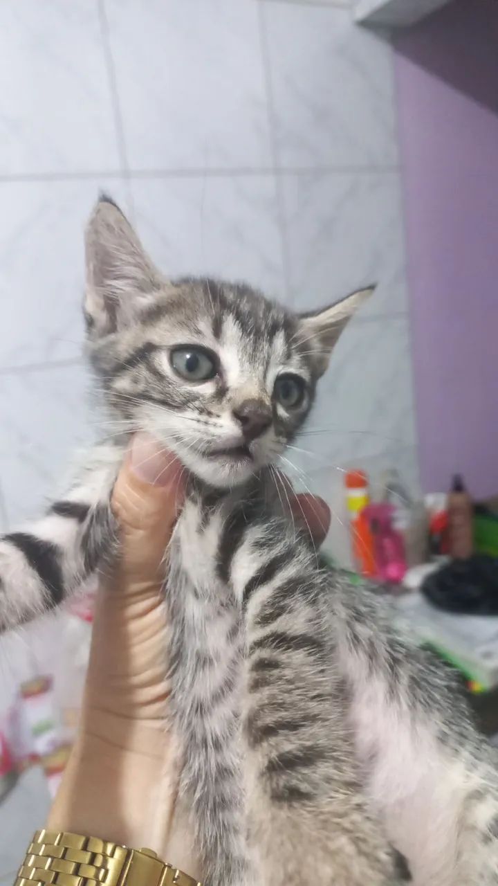 Gato - Foto 2