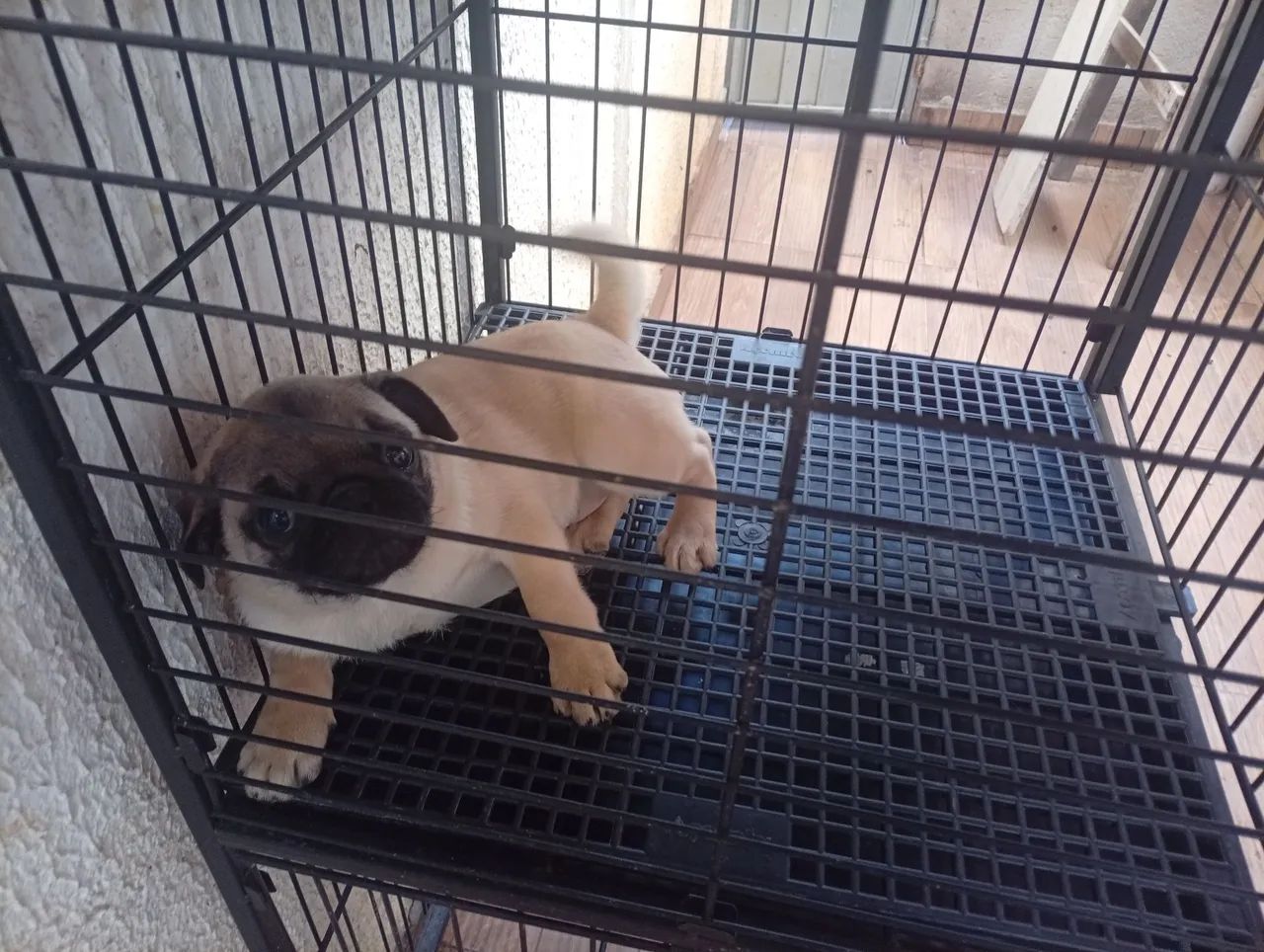 Cachorro 
