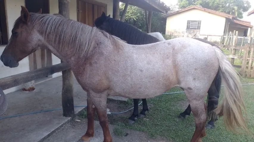 Egua Rosilhia marchadora - Foto 2