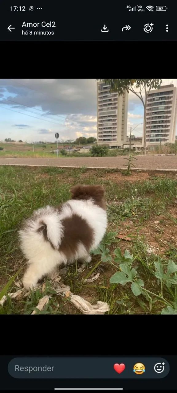 Spitz alemão anão  - Foto 4