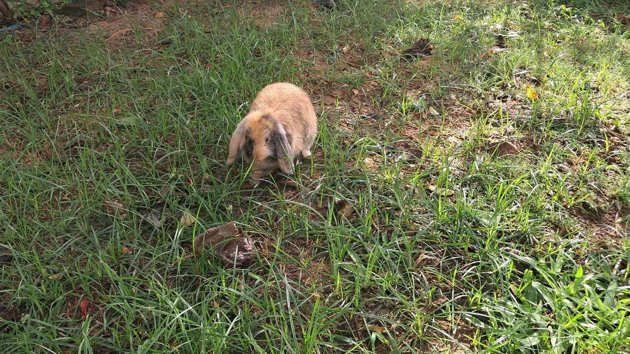 COELHOS MINI LOP - Foto 5