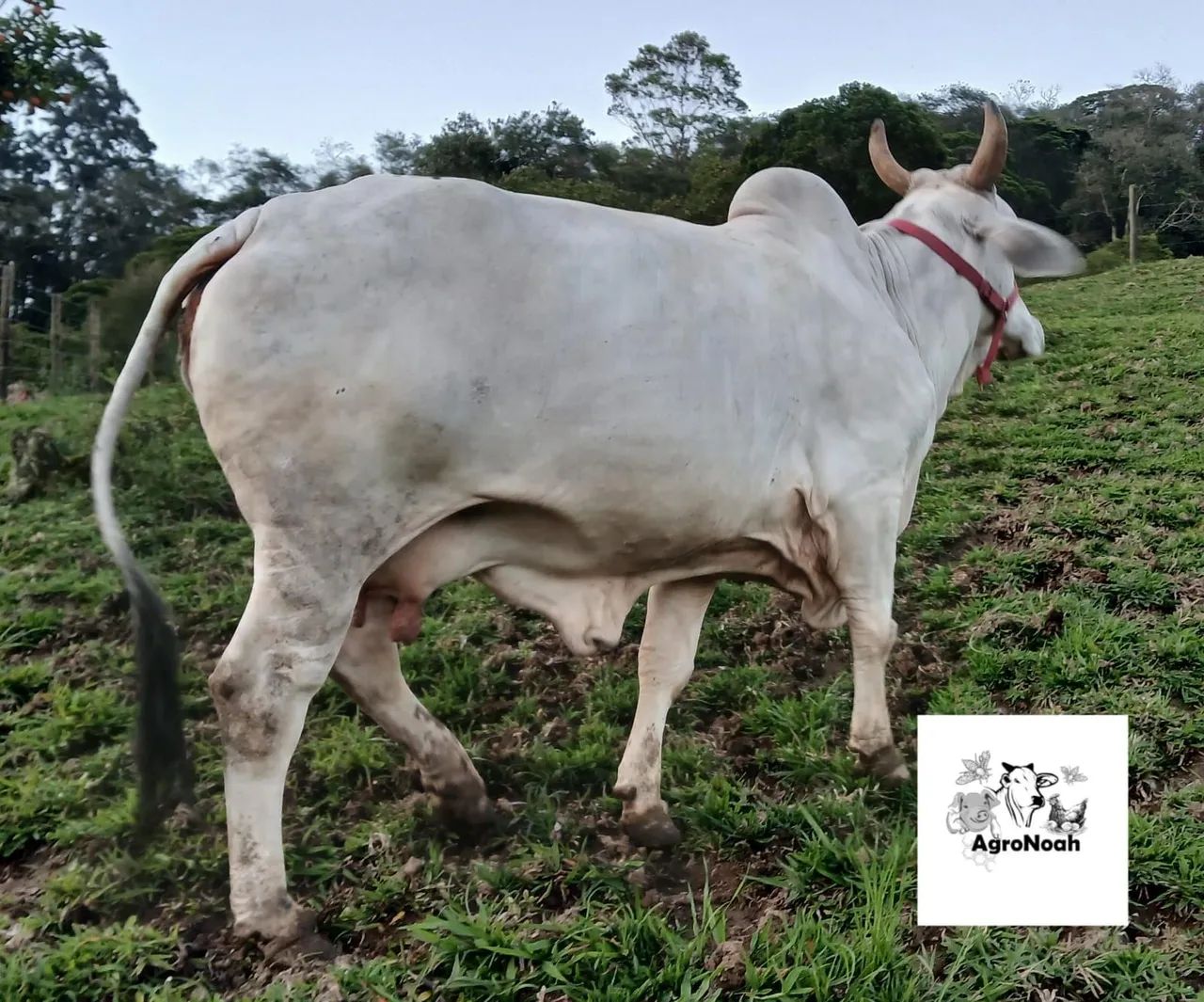 Vaca nelore  - Foto 3