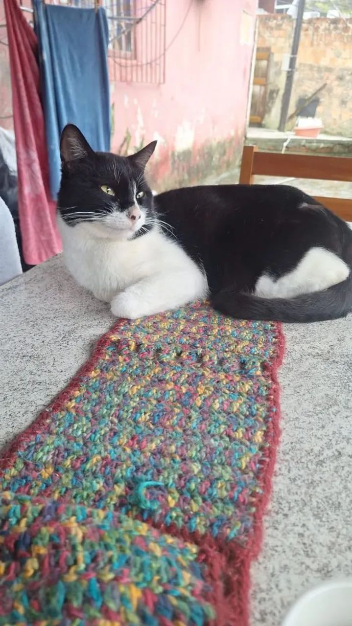 Gatinhos castrados e vacinados  - Foto 2