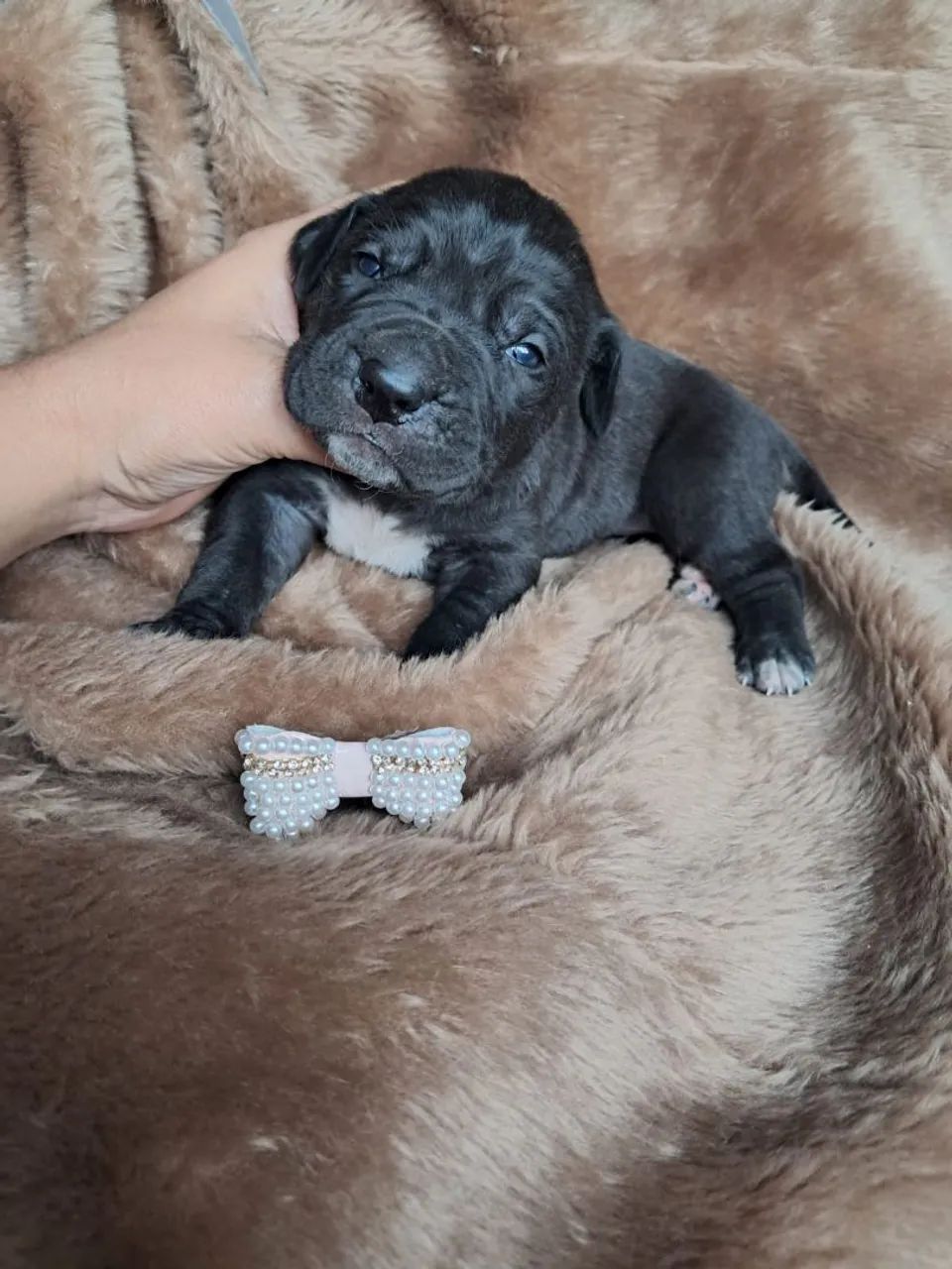 Cane corso  - Foto 2