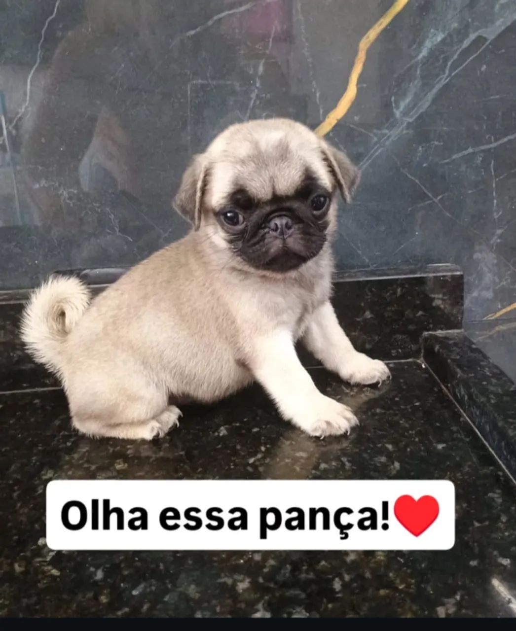 SOMOS UM CANIL REGISTRADO  - Foto 3