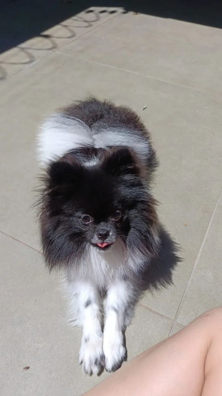 Vendo Spitz fêmea - Foto 4