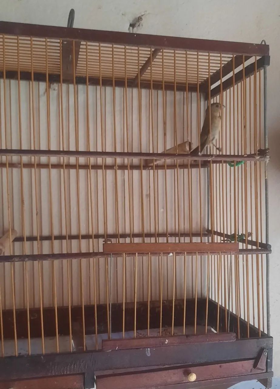 Gaiola