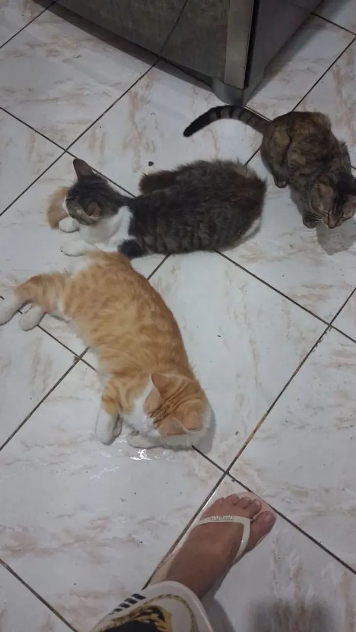 Doação de gatos 