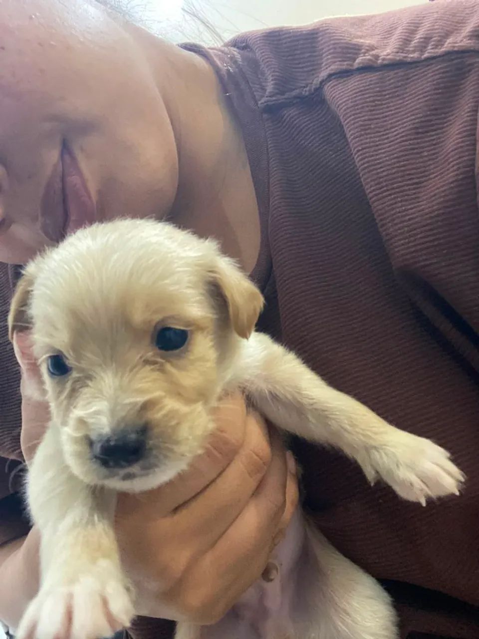 Doação de cachorro 