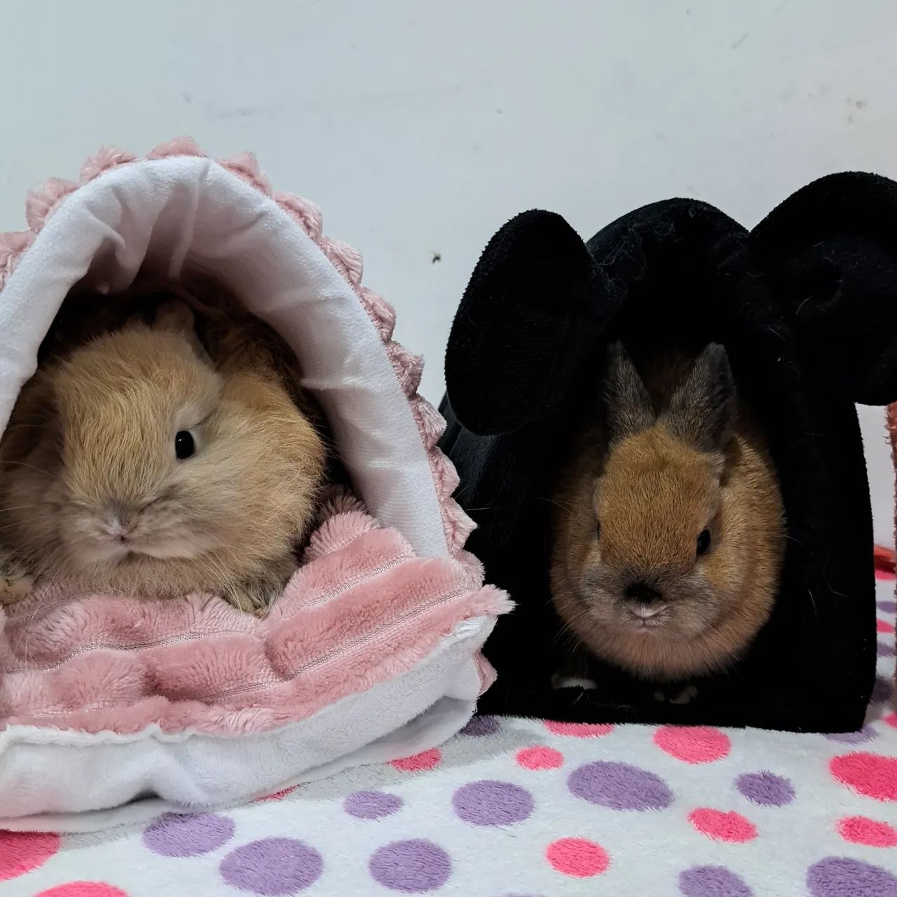 Mini coelho  - Foto 4