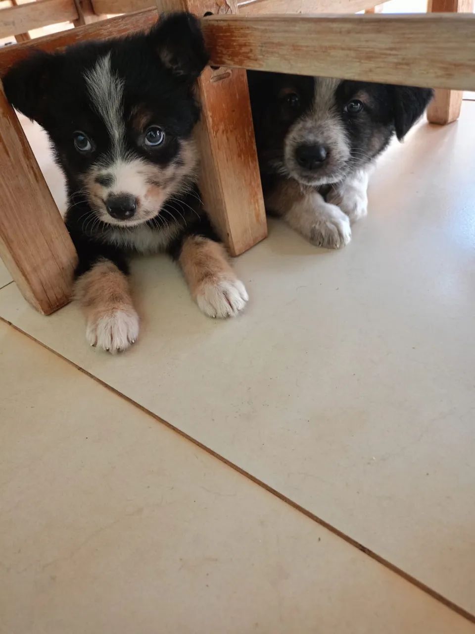 Doa-se duas cachorrinhas  - Foto 4