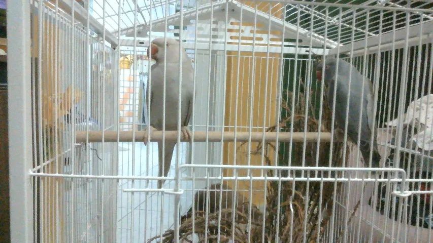 gaiola