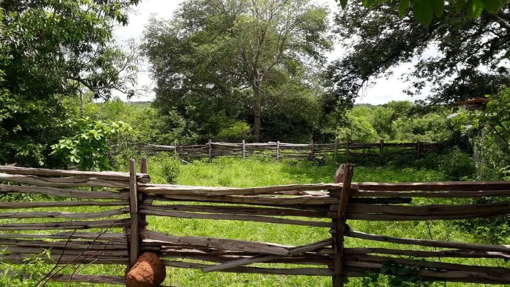 Imóvel Rural  - Foto 3