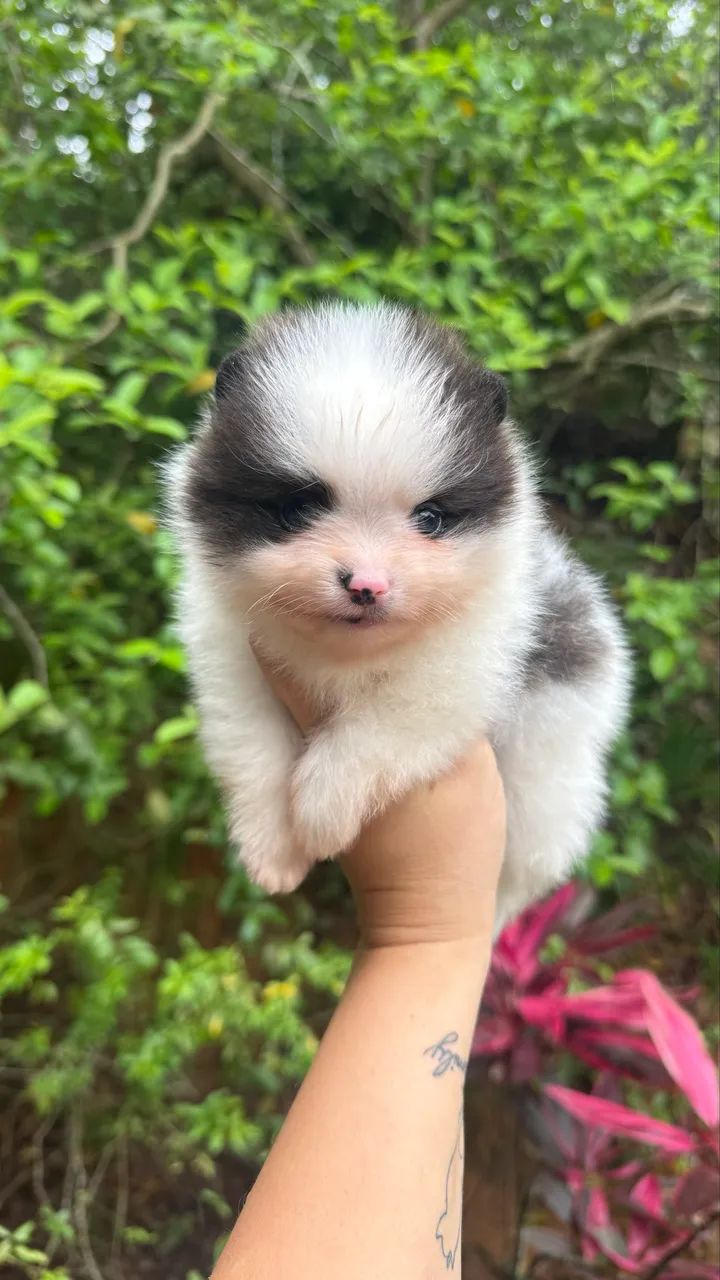 Spitz Alemão Macho - Foto 2