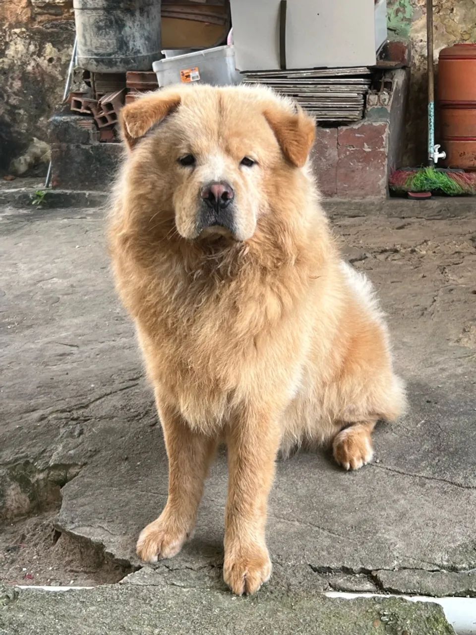 CHOW CHOW