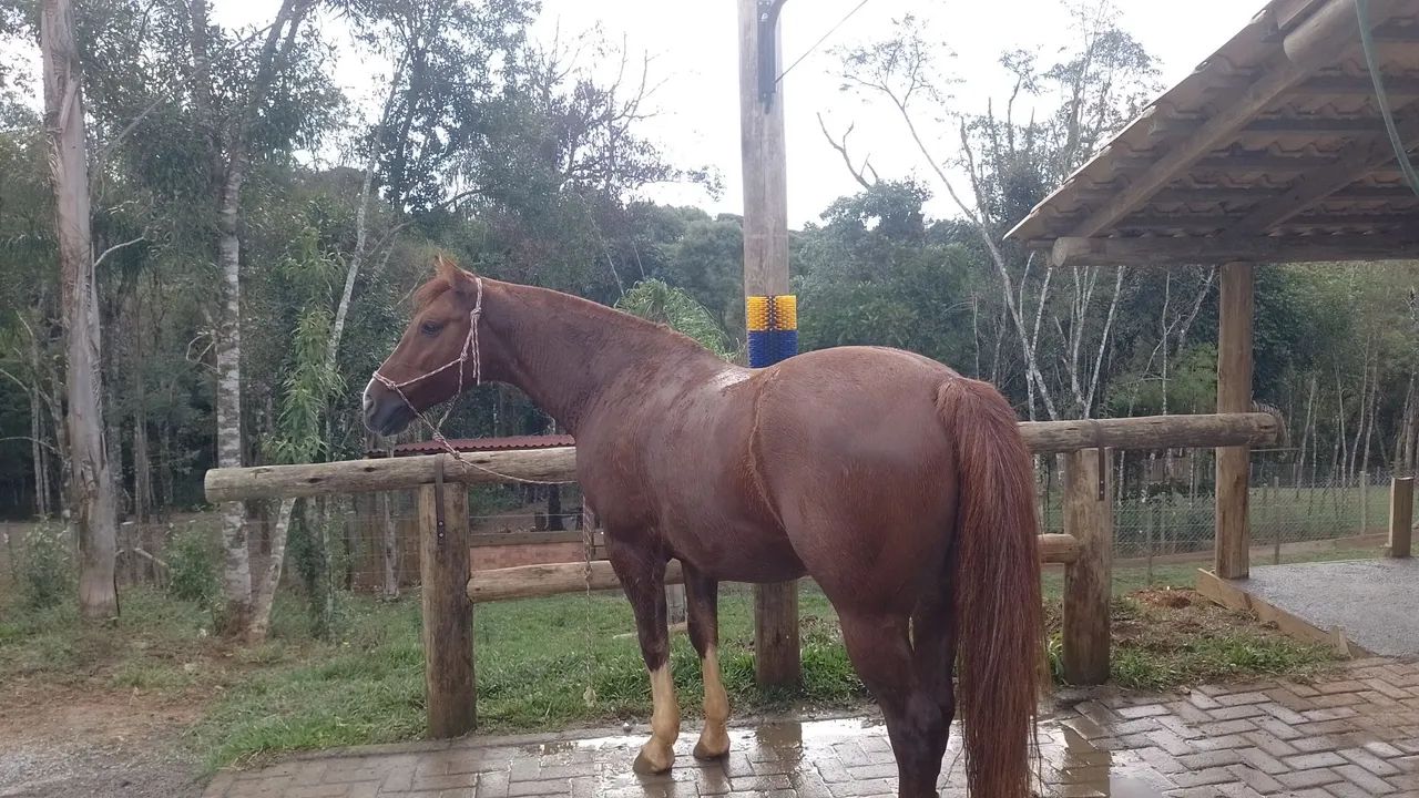 Cavalo crioulo  - Foto 6