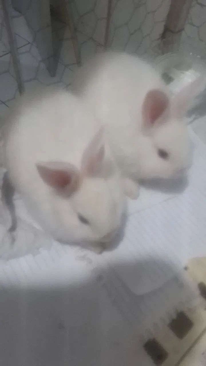 Coelhinhos  - Foto 2