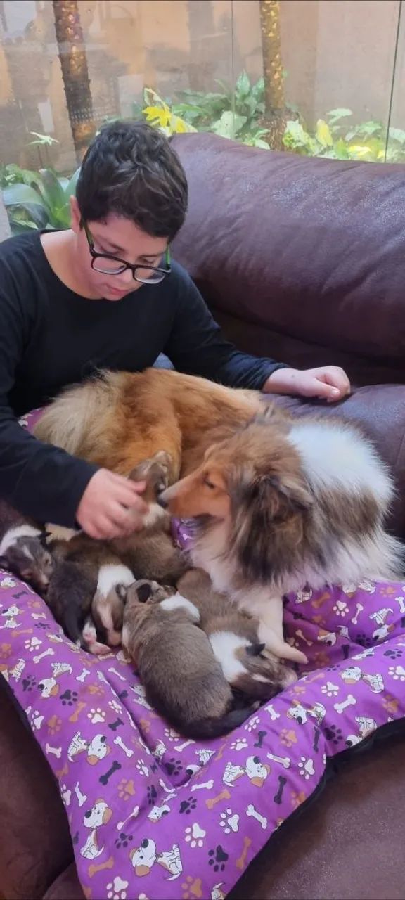 Filhote Pastor de Shetland BH - Foto 2