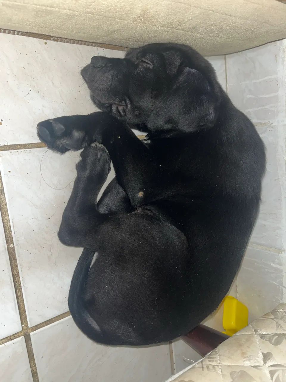 Cane corso  - Foto 3