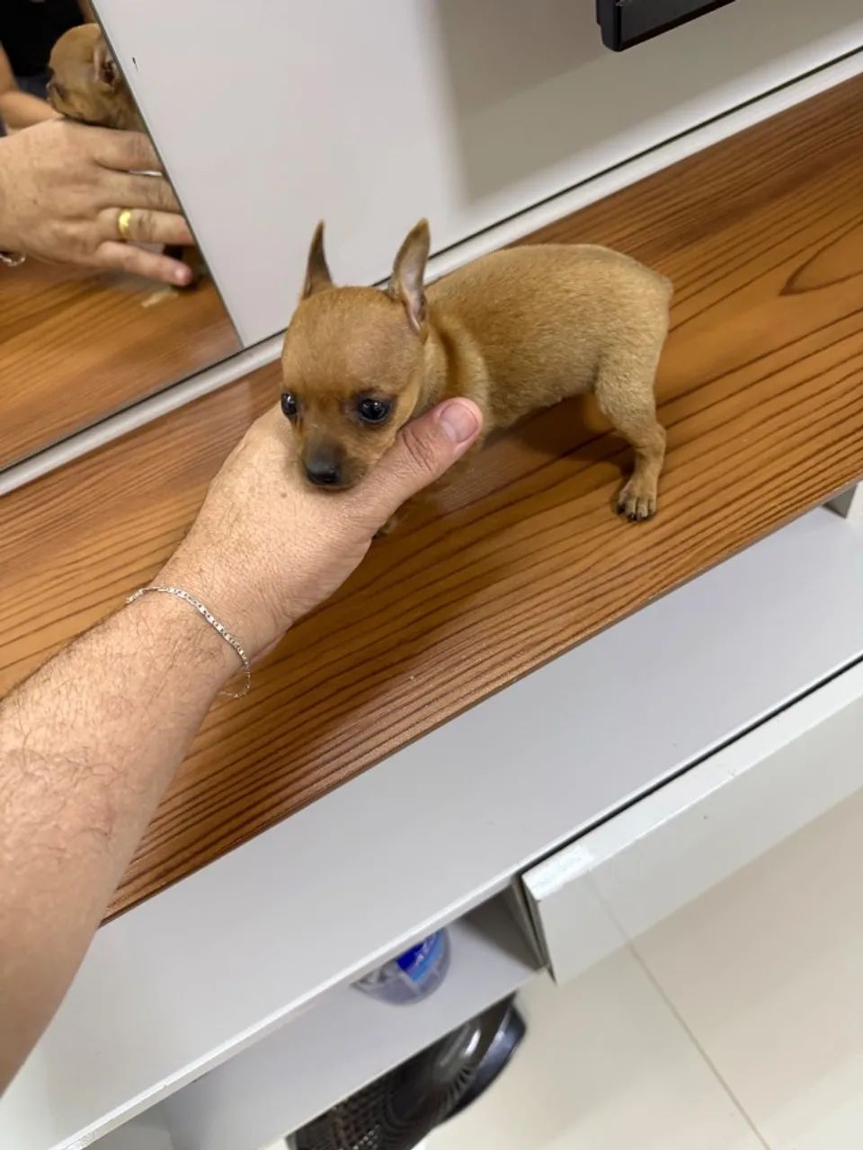 Pinscher macho  - Foto 3