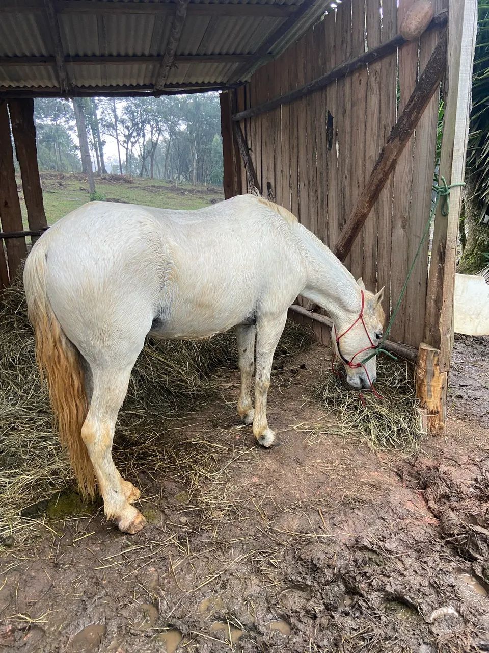 Égua tordilha mansa 