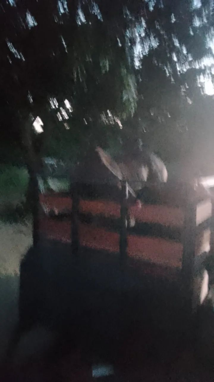 Transporte de cavalos  - Foto 2