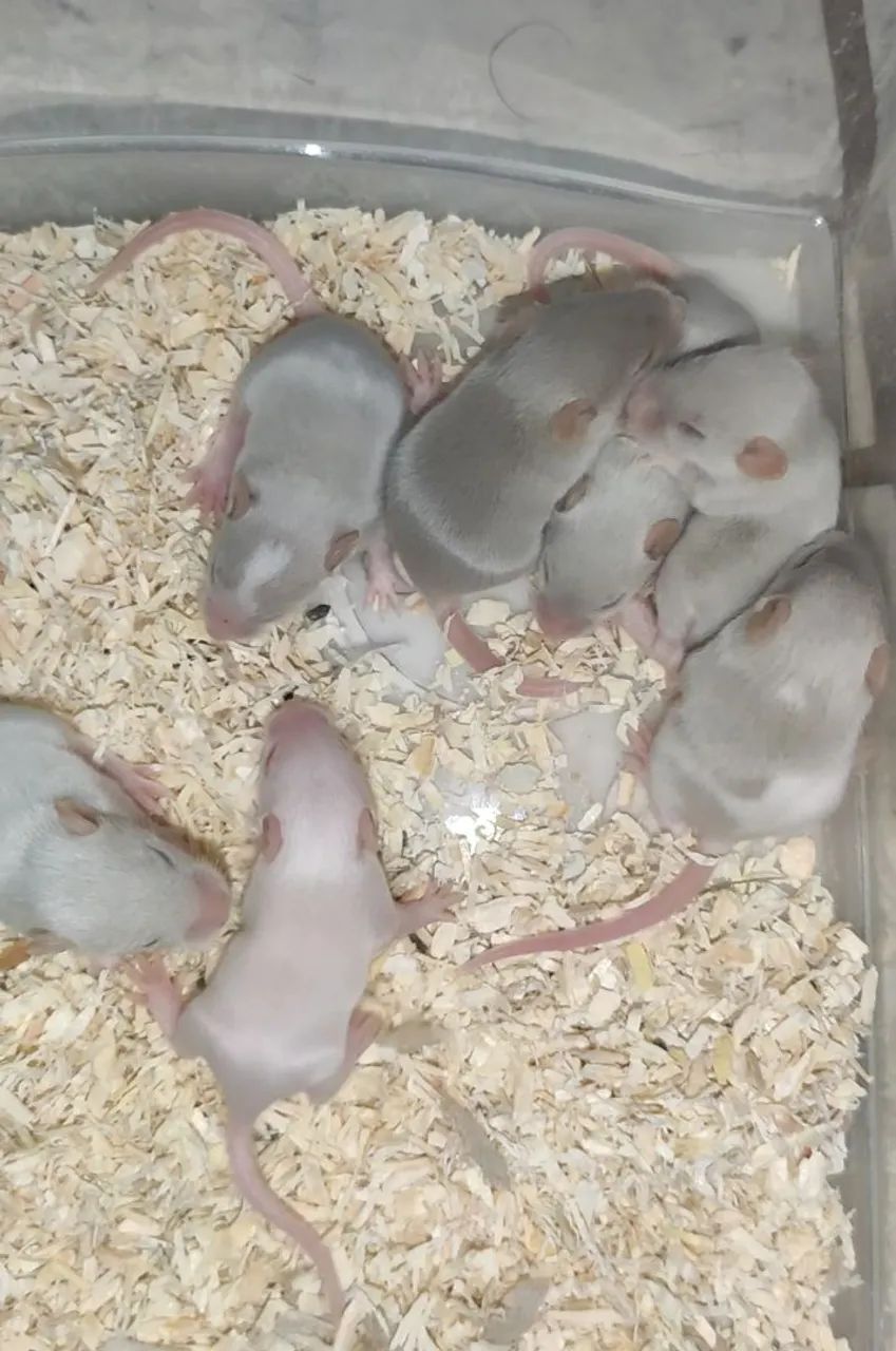 Camundongos aguardar desmame  - Foto 2