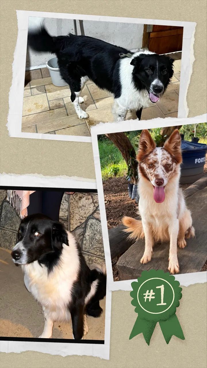 Filhotes de Border Collie  - Foto 5