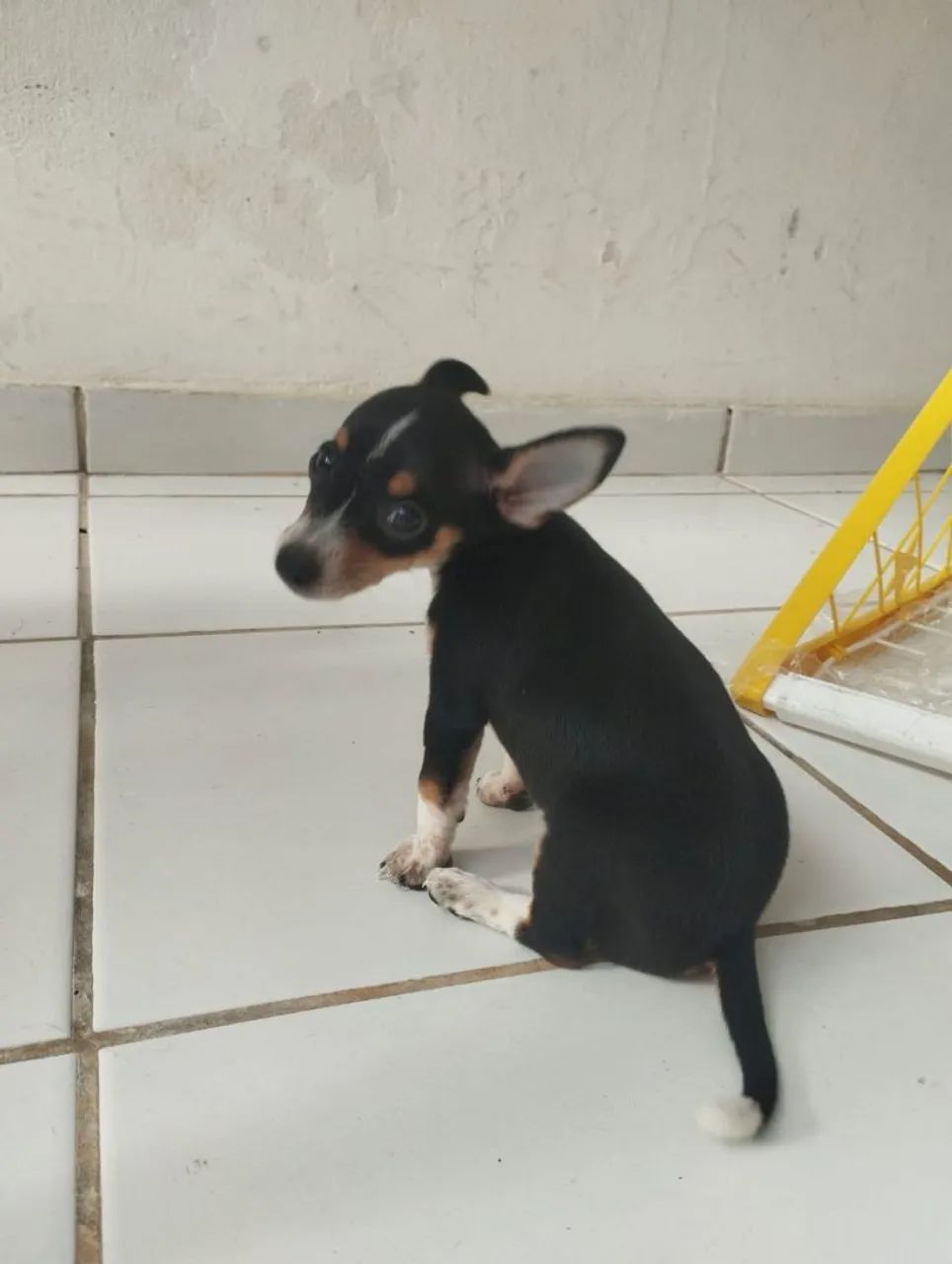 Filhote de Pinscher  - Foto 2